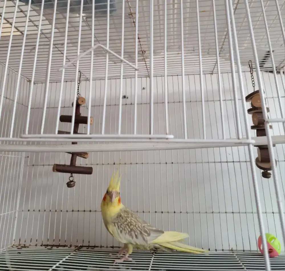 Burung Falk cockatiel