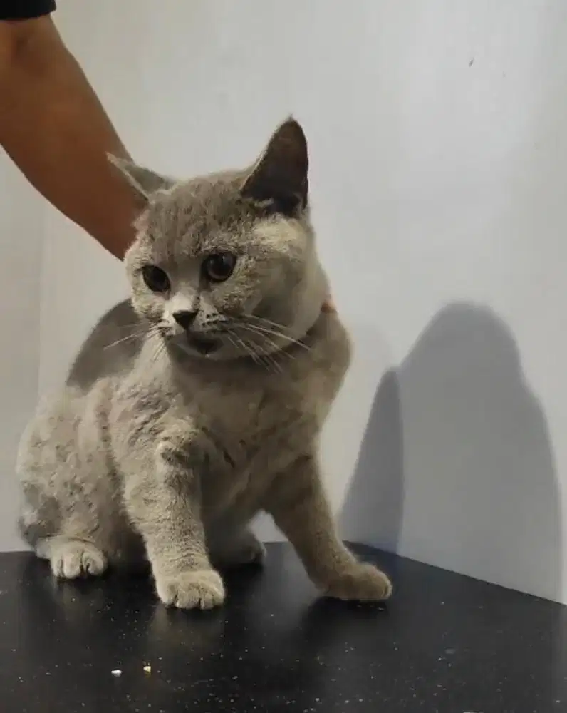 Kucing british shorthair bsh british shorthair