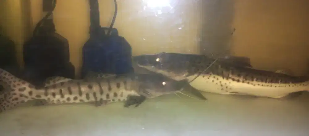 Ikan Leopard patin albino