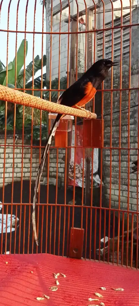 Murai Batu Ekor klewer.. 30 cm bodi big