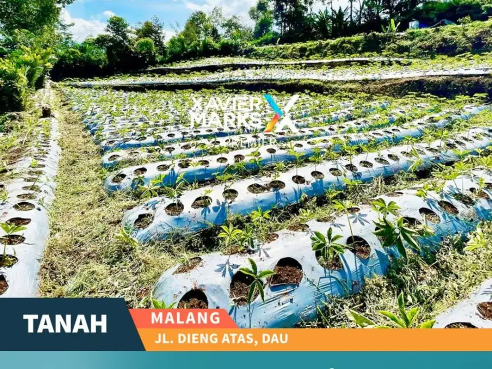 Dijual Tanah Cocok Untuk Pertanian di Dieng Atas Dau, Malang