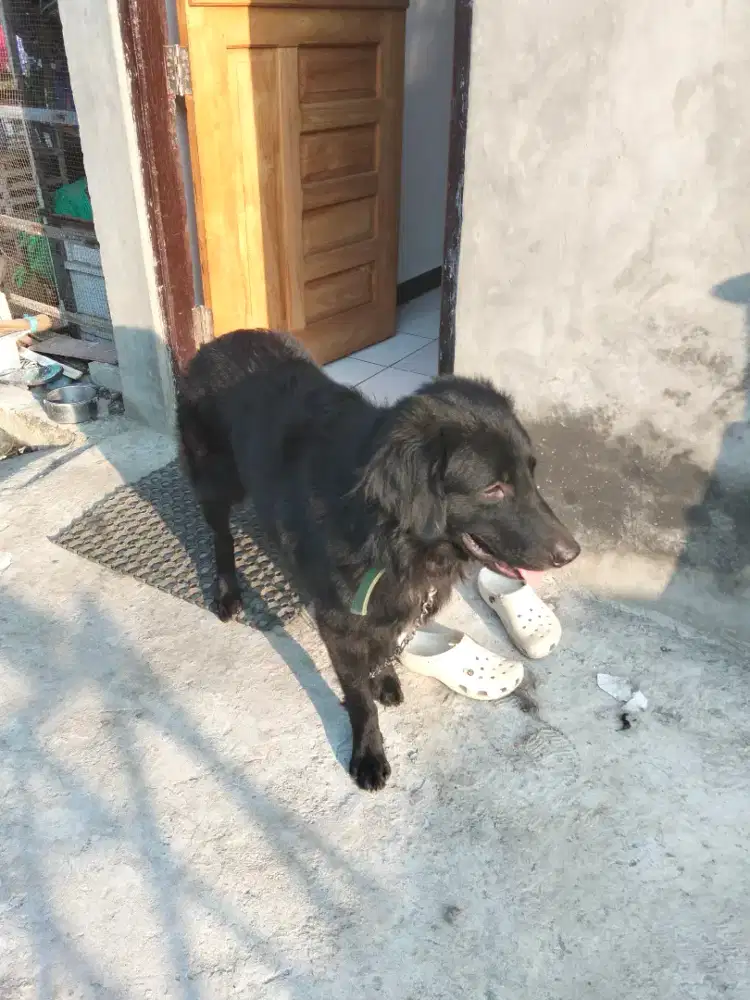 Anjing golden jantan