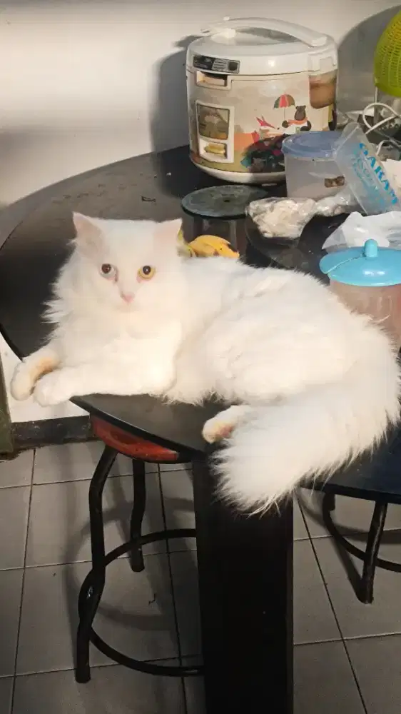 Kucing Persia ODD EYE
