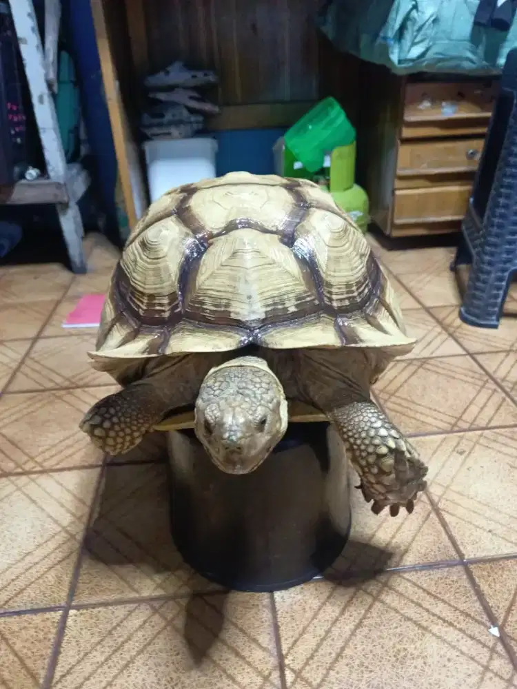 Kura Kura Sulcata 43 cm Jantan