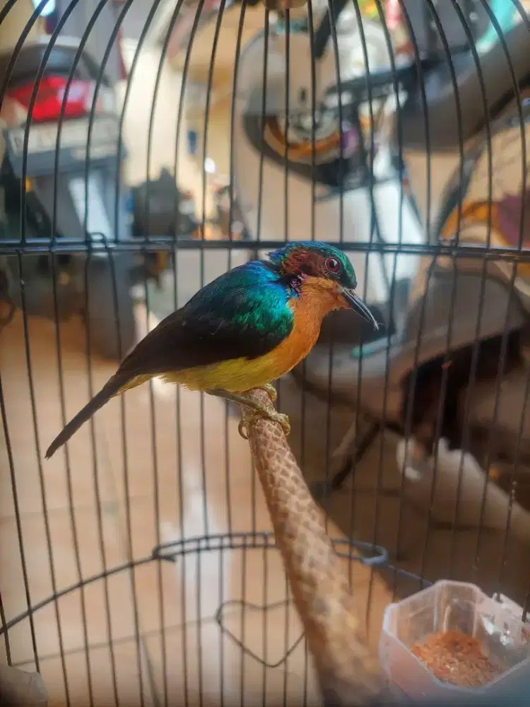 Burung kolibri wulung
