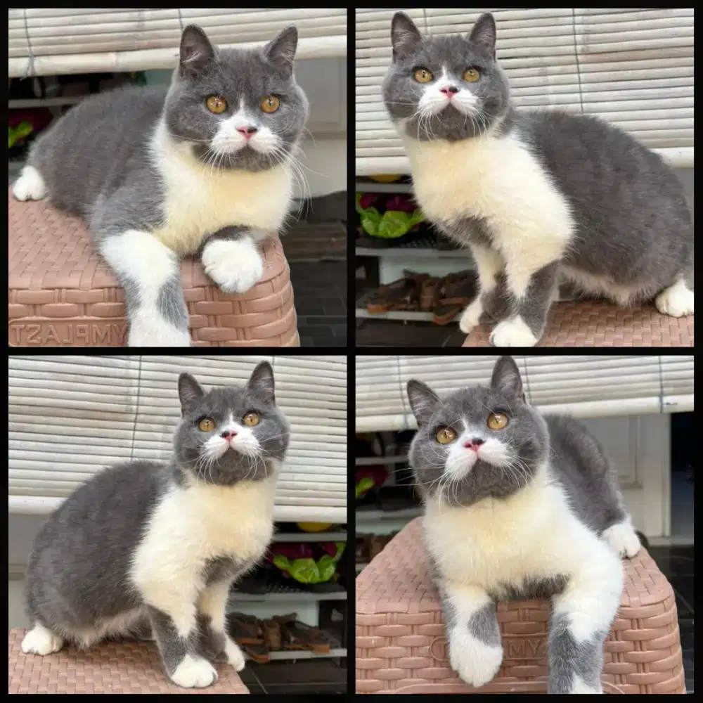Kucing bsh bicolour jantan