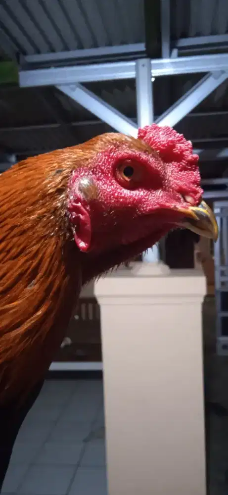 Ayam bangkok muda pama Saigon shamo pakoy