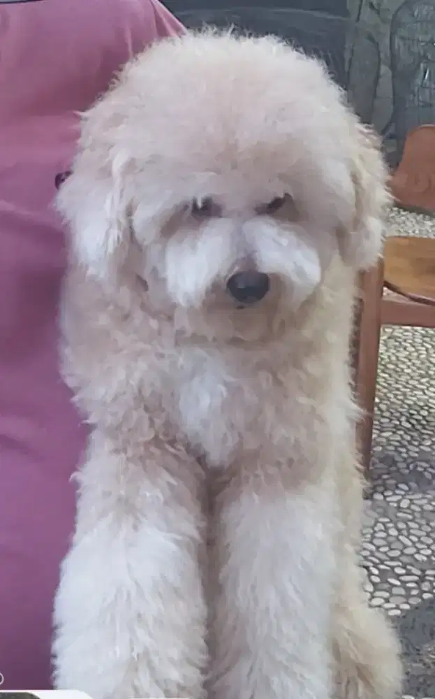 Adop Poodle asli