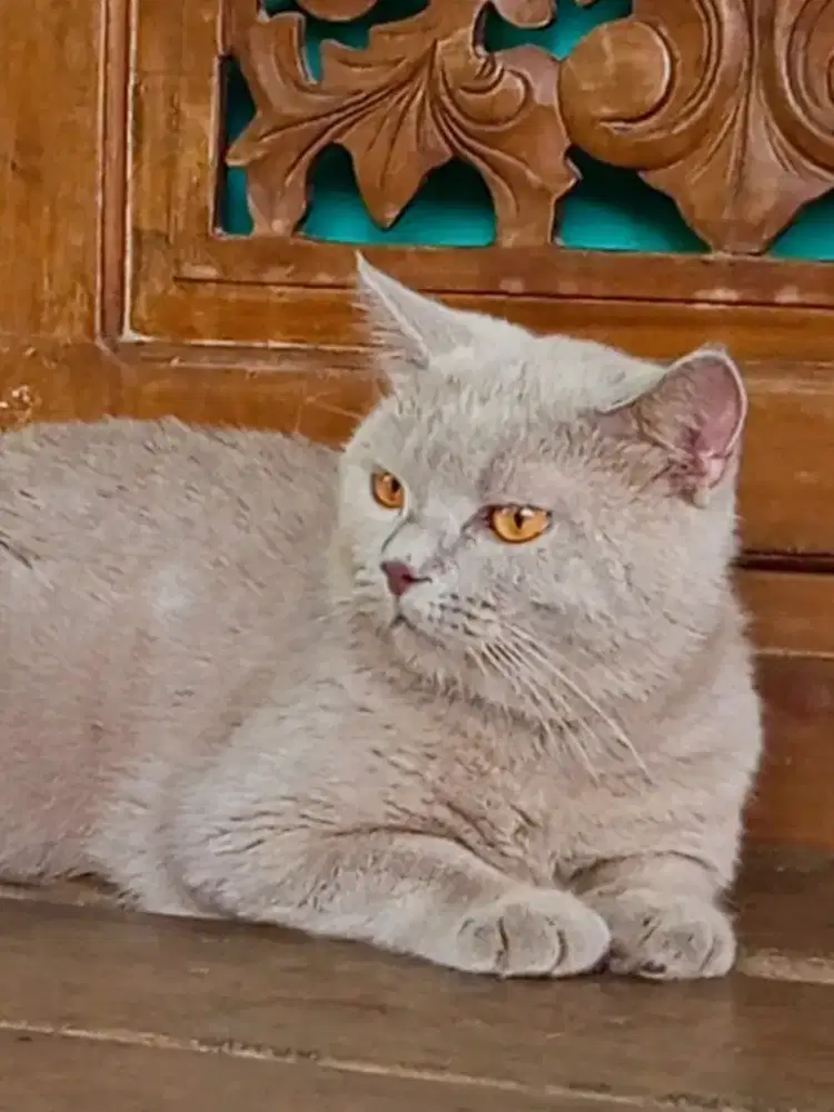 British Shorthair Lilac