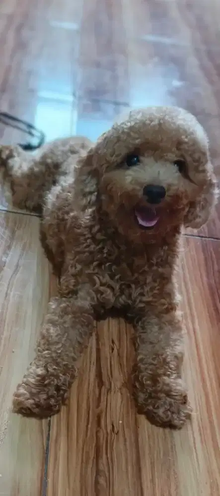 Poodle jantan 1 thn sehat