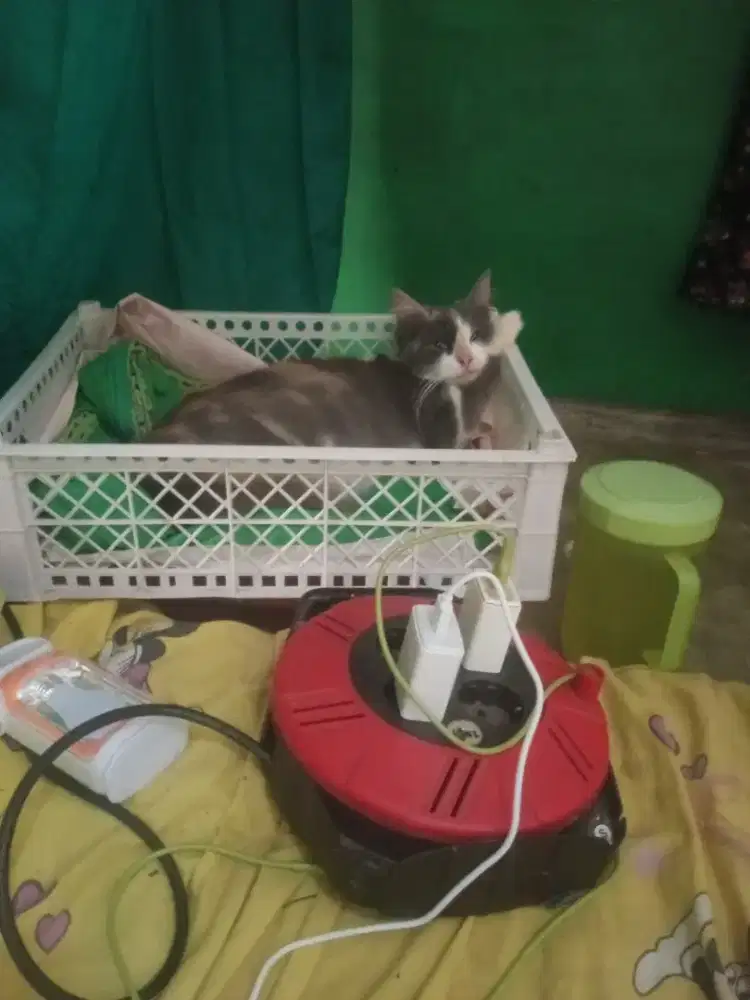Jual kucing Persia campuran