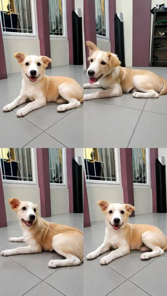 ANAK GOLDEN MIX LABRADOR
