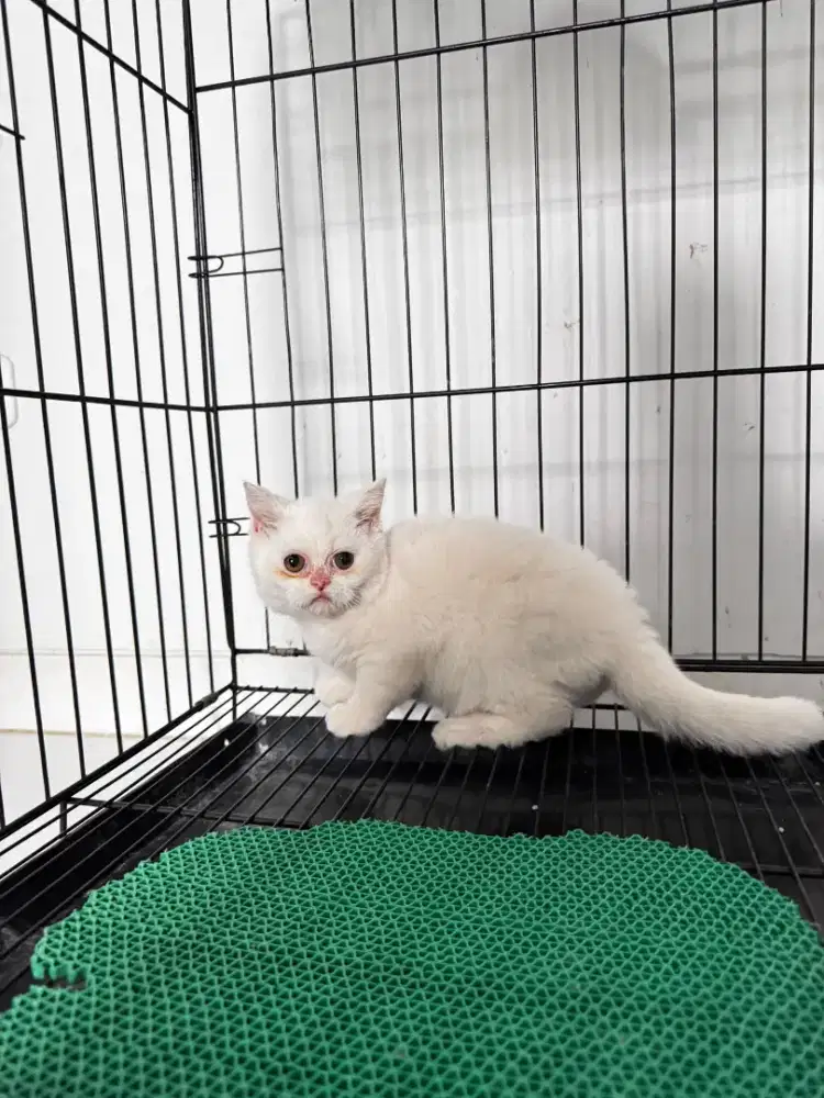 kitten pure bsh white