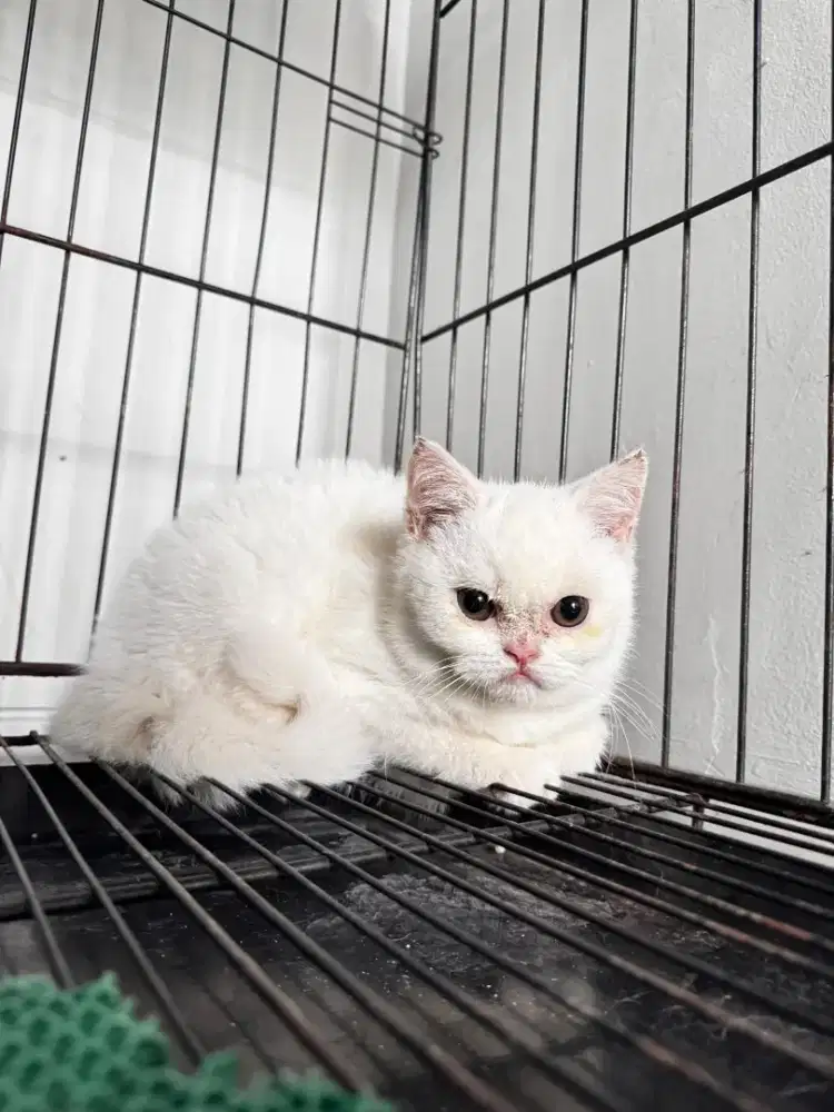 kitten pure bsh white