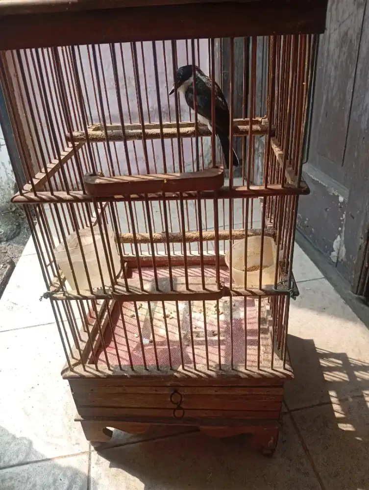 Jinjing batu trotol jantan