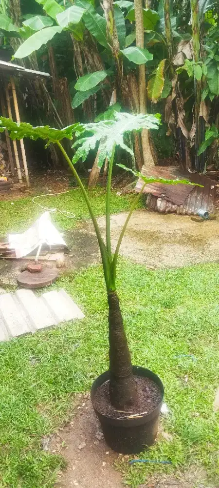 Alocasia Portei