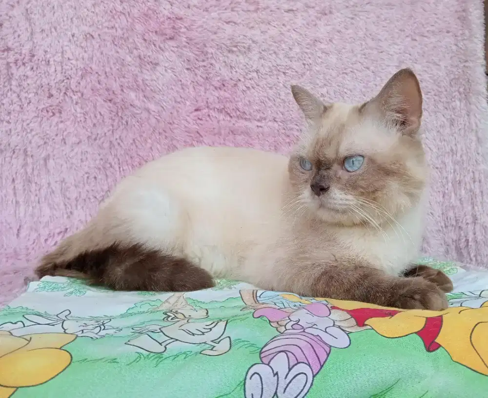 Kucing BSH mix himalaya/jantan/10 bulan