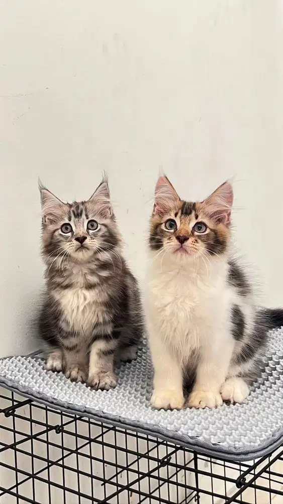 Sepasang kitten mainecoon