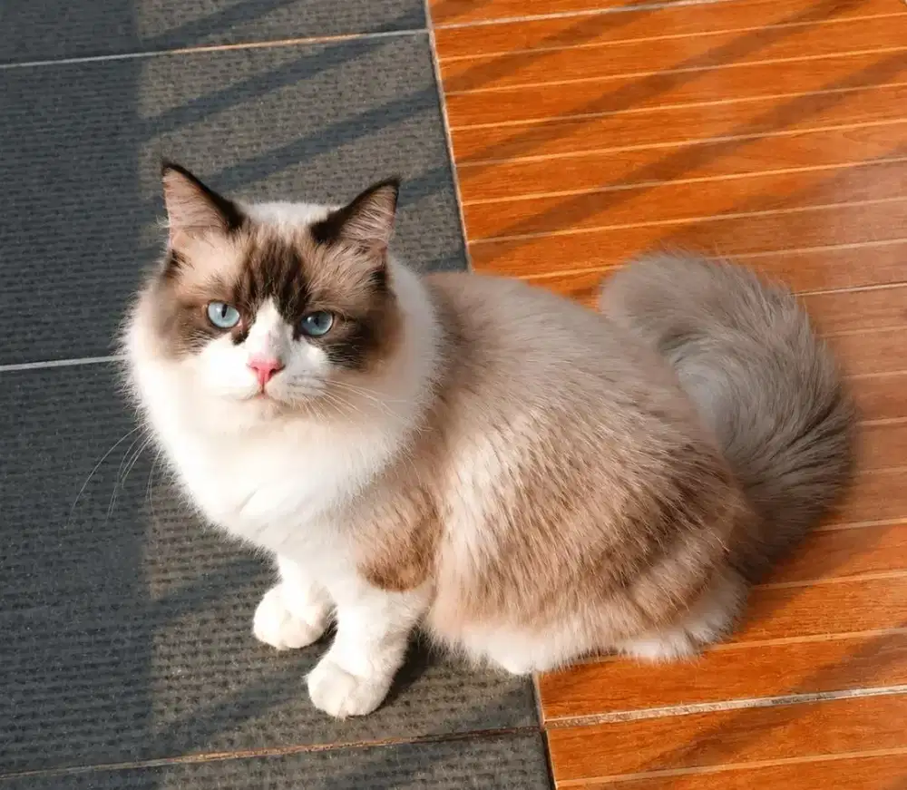 Ragdoll pejantan jago kawin