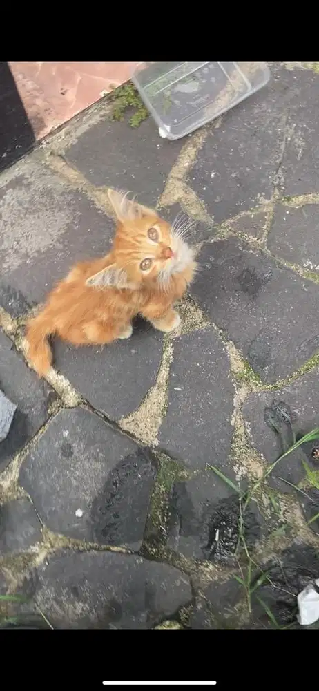 Kitten mixdome betina marble