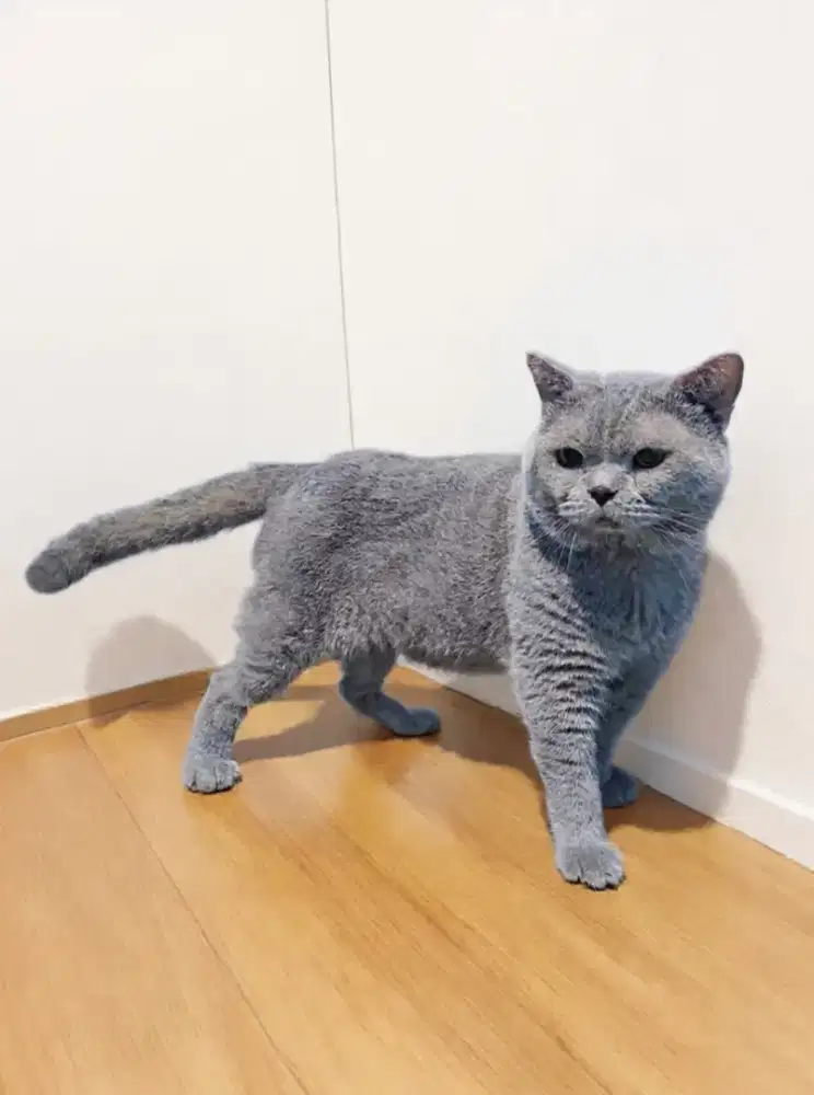 JASA PACAK BSH BLUE SOLID KAWIN KUCING British Short Hair