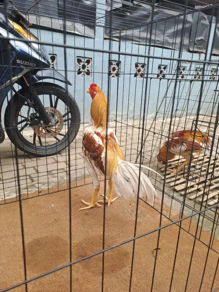 Ayam plucker jos