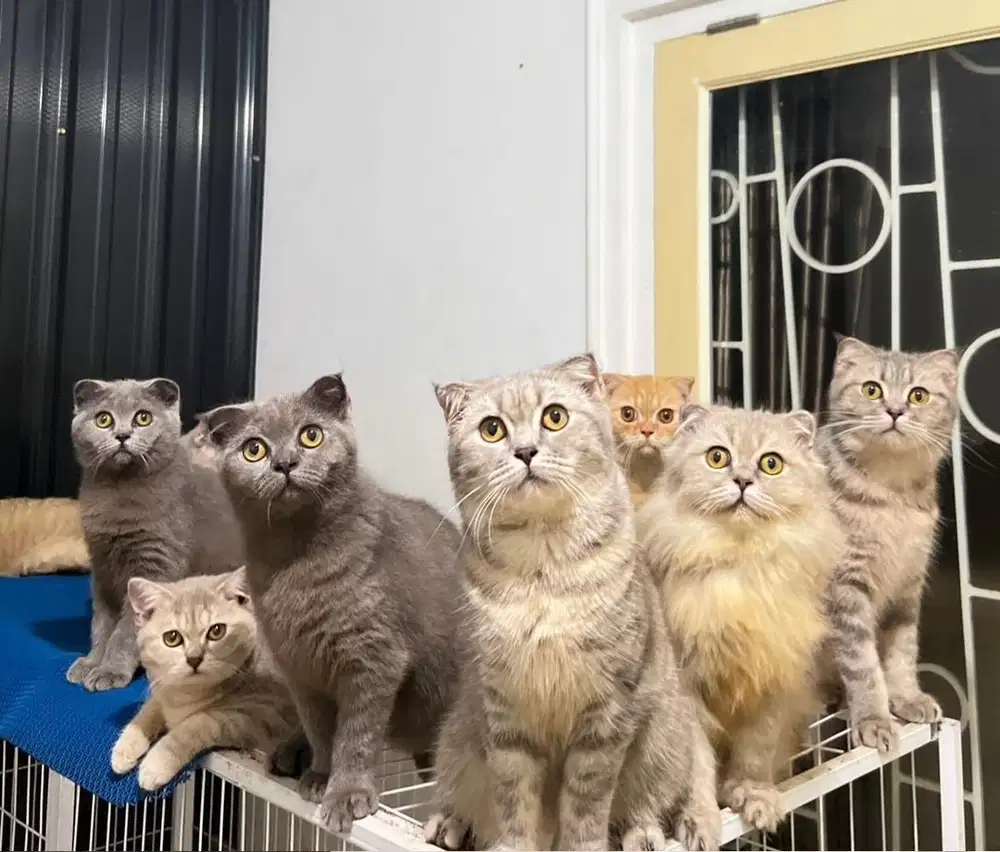 BSH Scottish Fold LINE IMPORT