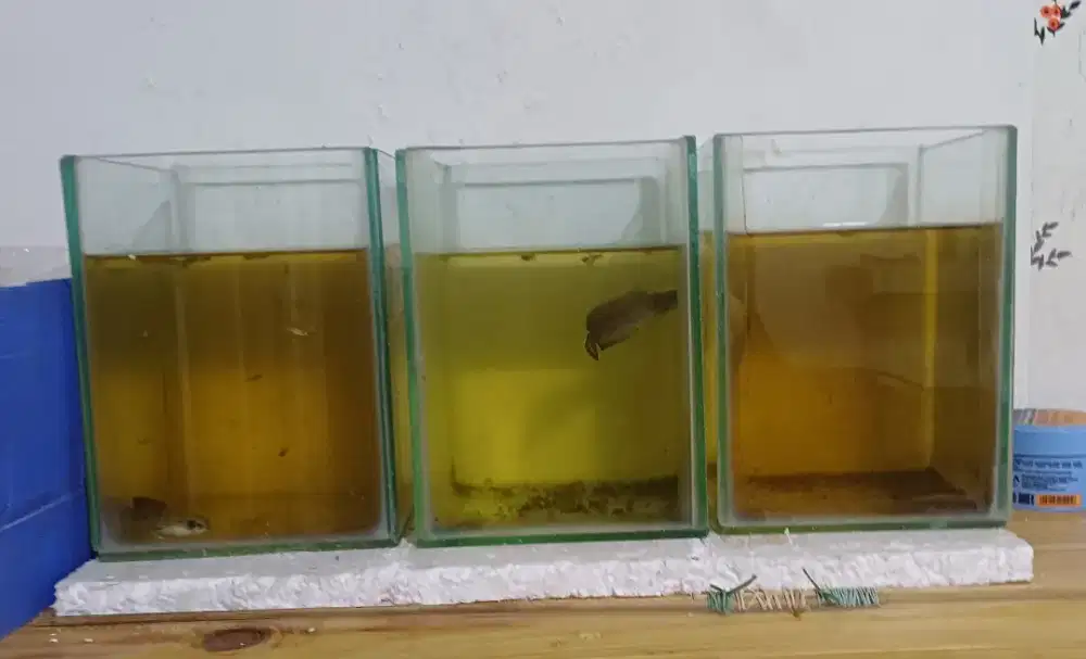 Aquarium mini 20x15x20 3 pcs