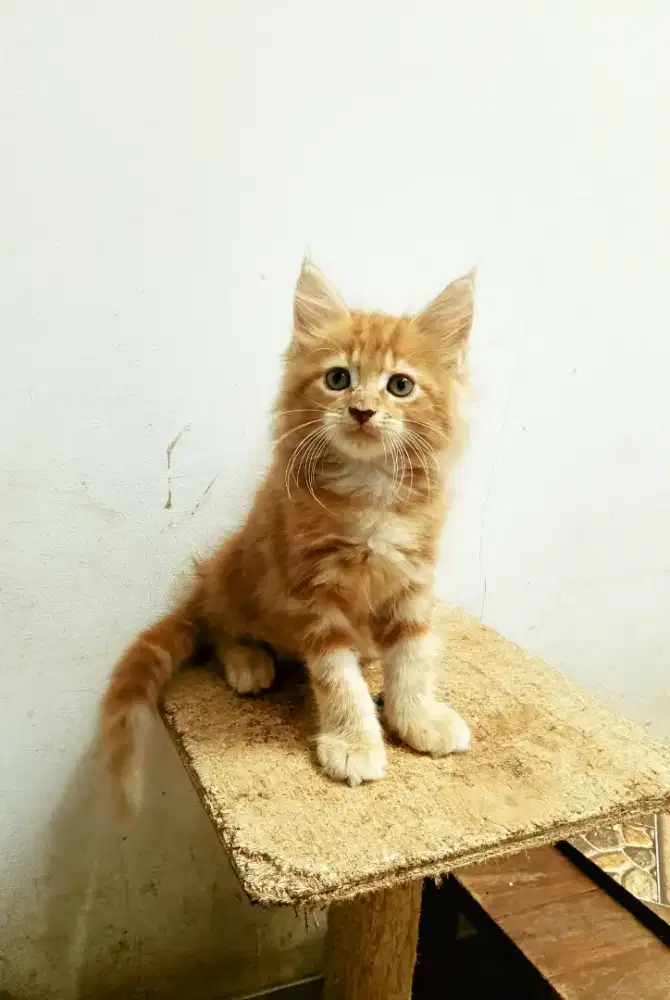 Kitten MaineCoon Jantan Pure No mix. Induk ped Cfa Maine Coon