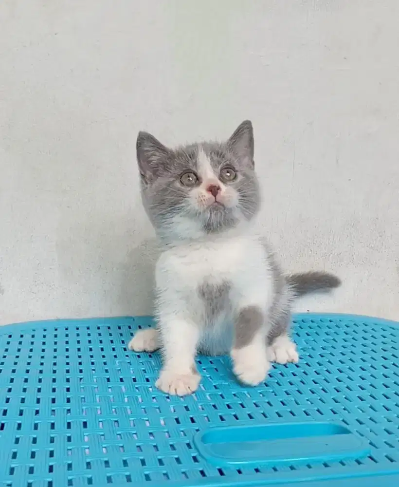 BRITISH SHORTHAIR / BSH BICOLOUR