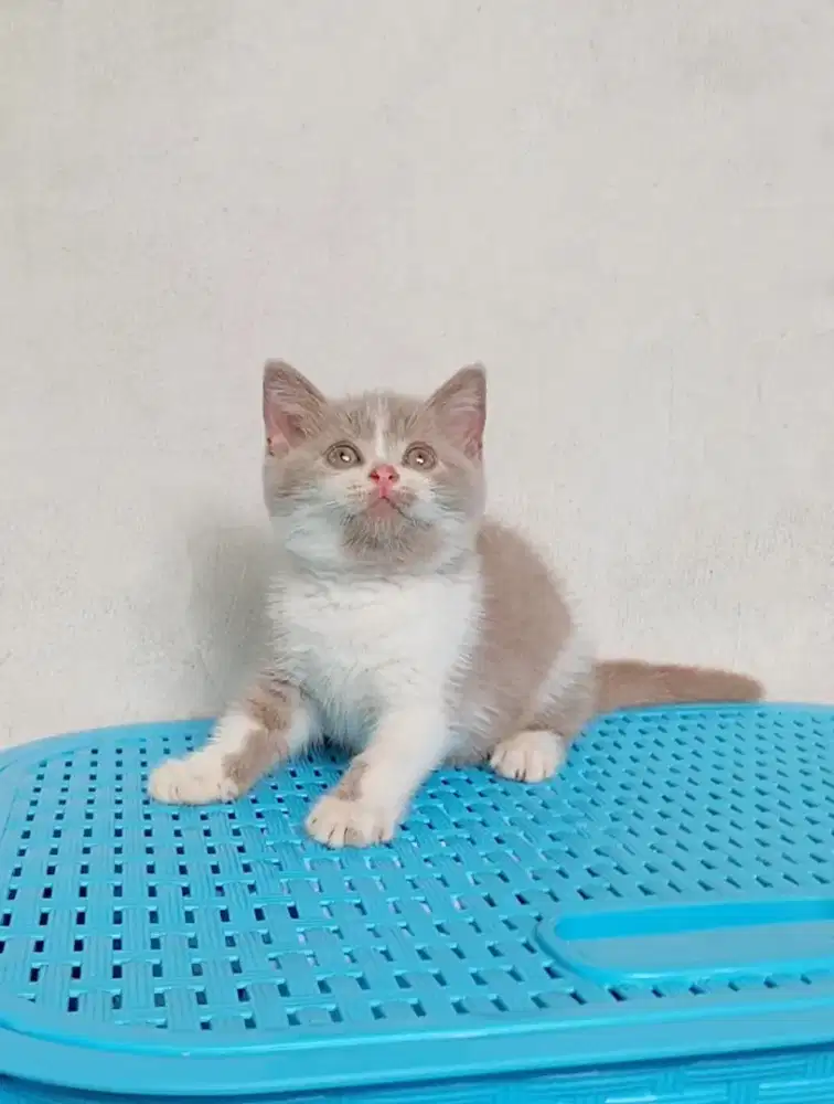 BRITISH SHORTHAIR / BSH FAWN BICOLOUR