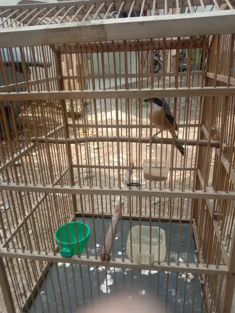 Burung pentet ful set bunyi semaunya