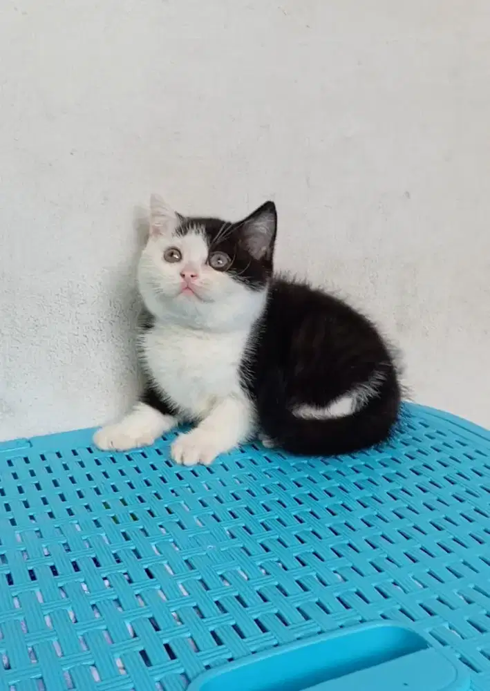 BRITISH SHORTHAIR / BSH