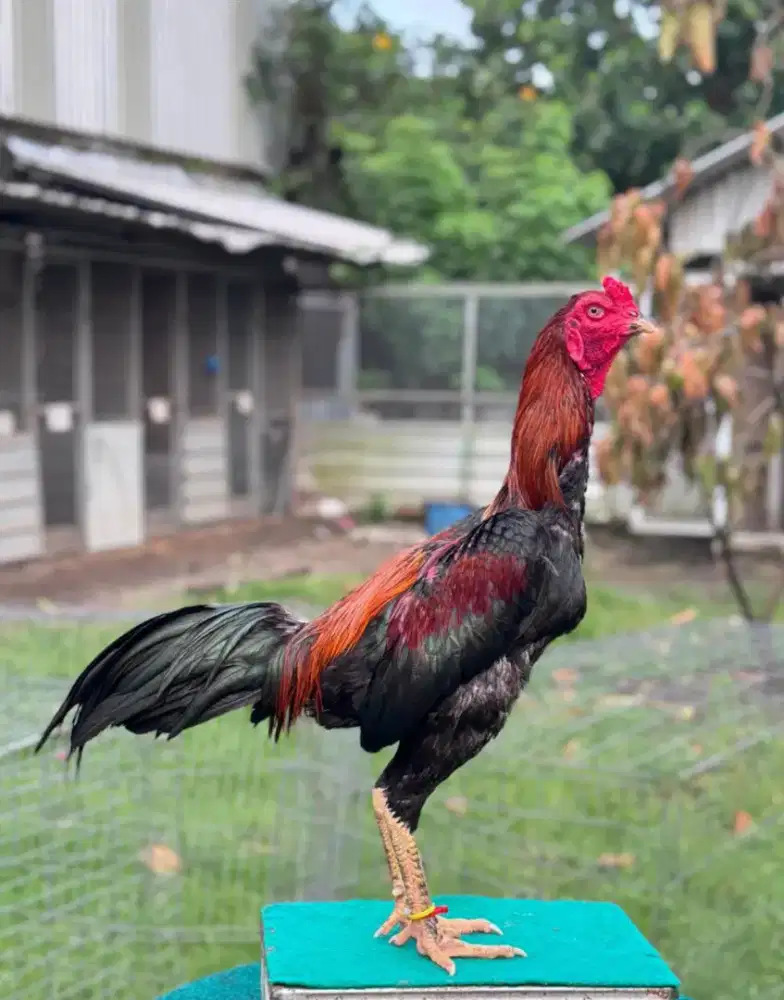 Ayam Pakhoy trah import F1 Manop Pooteng
