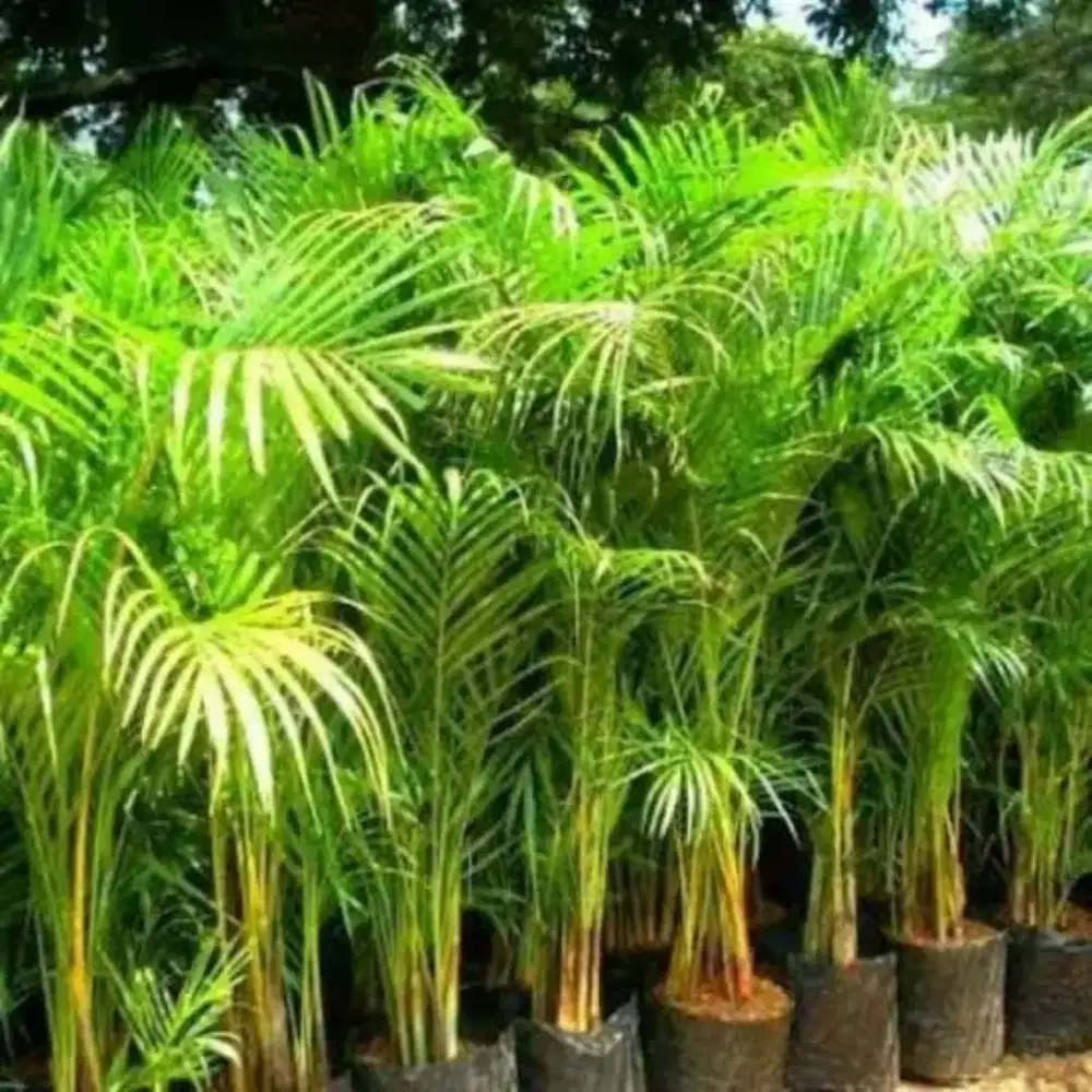Lowongan kerja toko tanaman