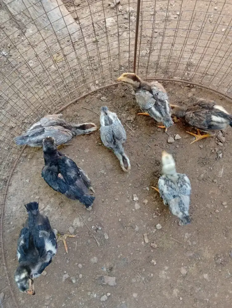 Ayam bangkok x mangon 7ekor