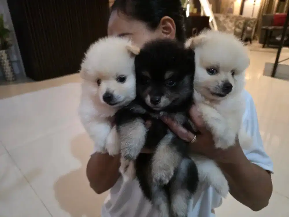 Anjing Pom gemes piaraan sendiri