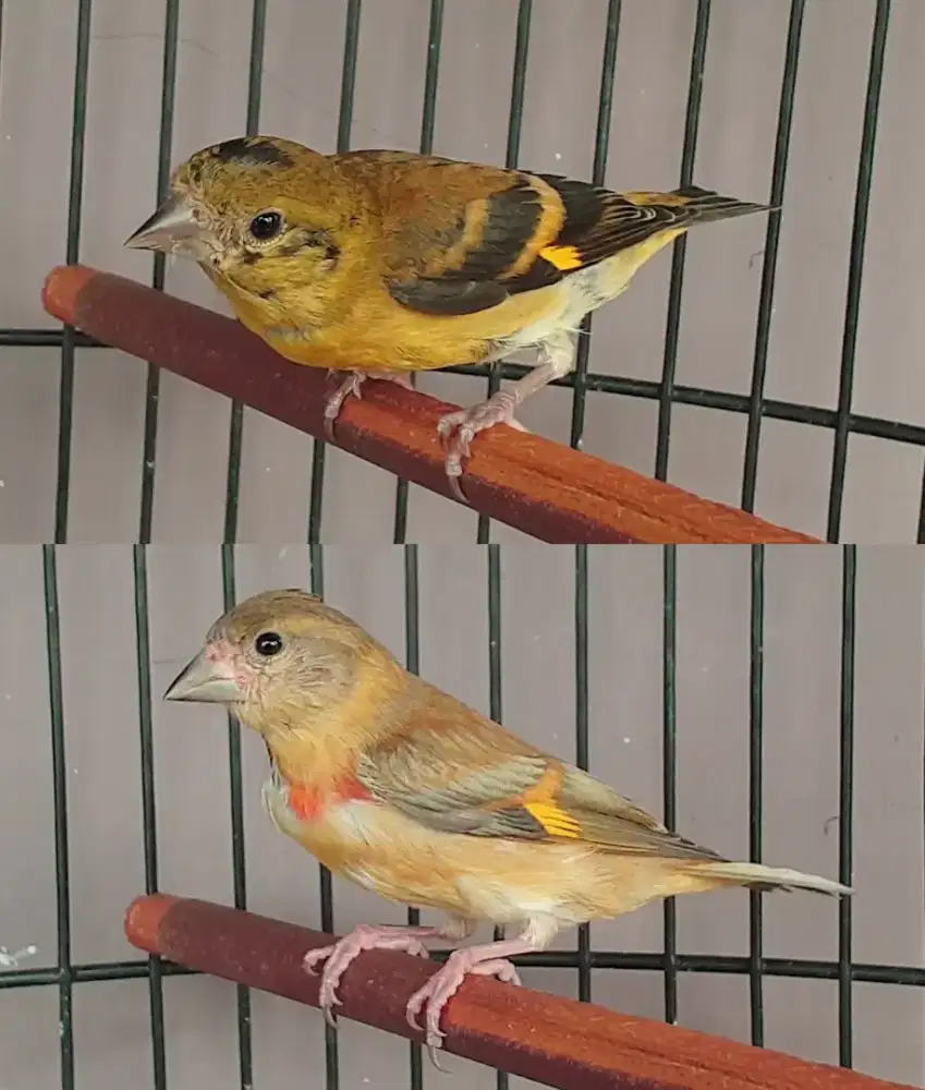 Red siskin paud jantan