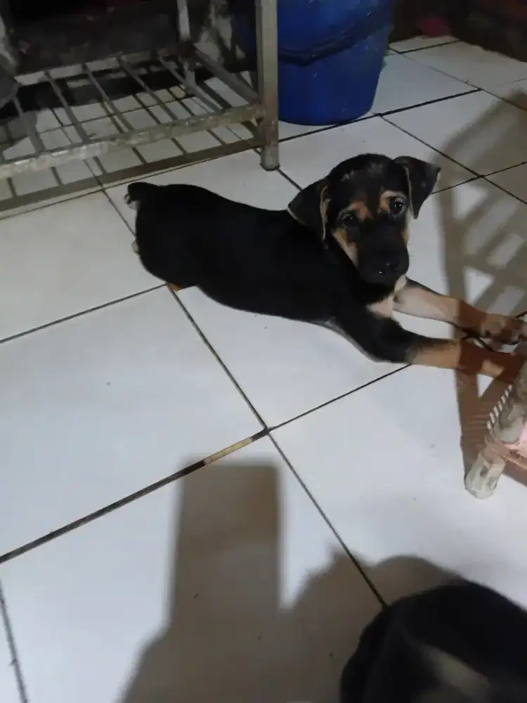 Mencari majikan yang baik dan sayang sama puppies