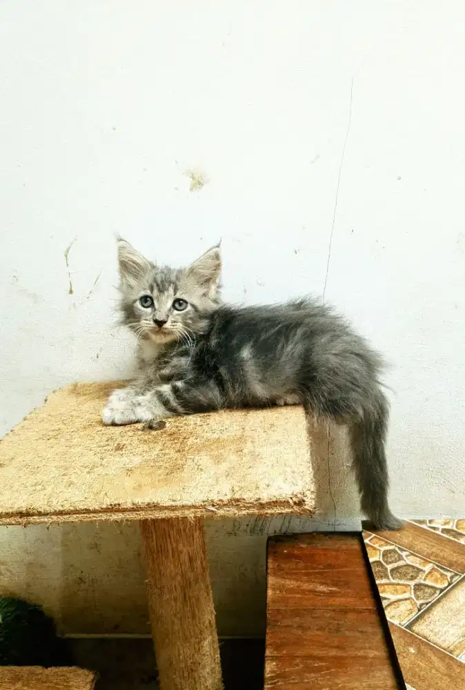 Kitten MaineCoon Jantan Pure Bkn mix. Induk ped Cfa Maine Coon