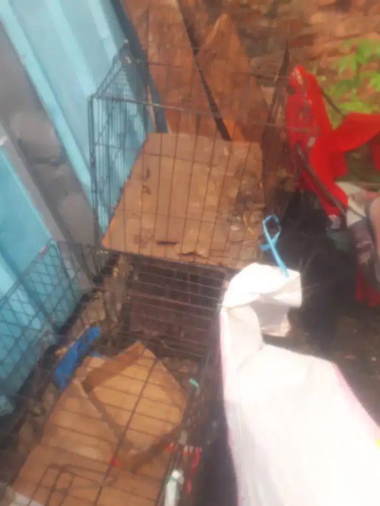 KANDANG KUCING /Hewan
