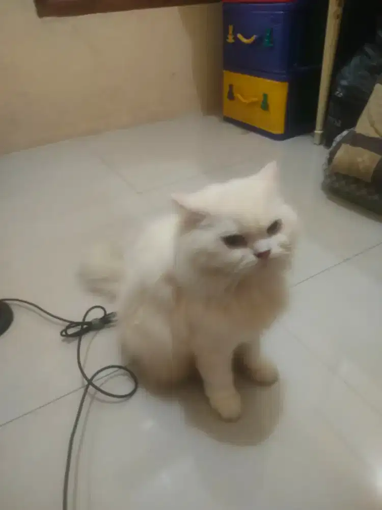 Kucing Persia Betina