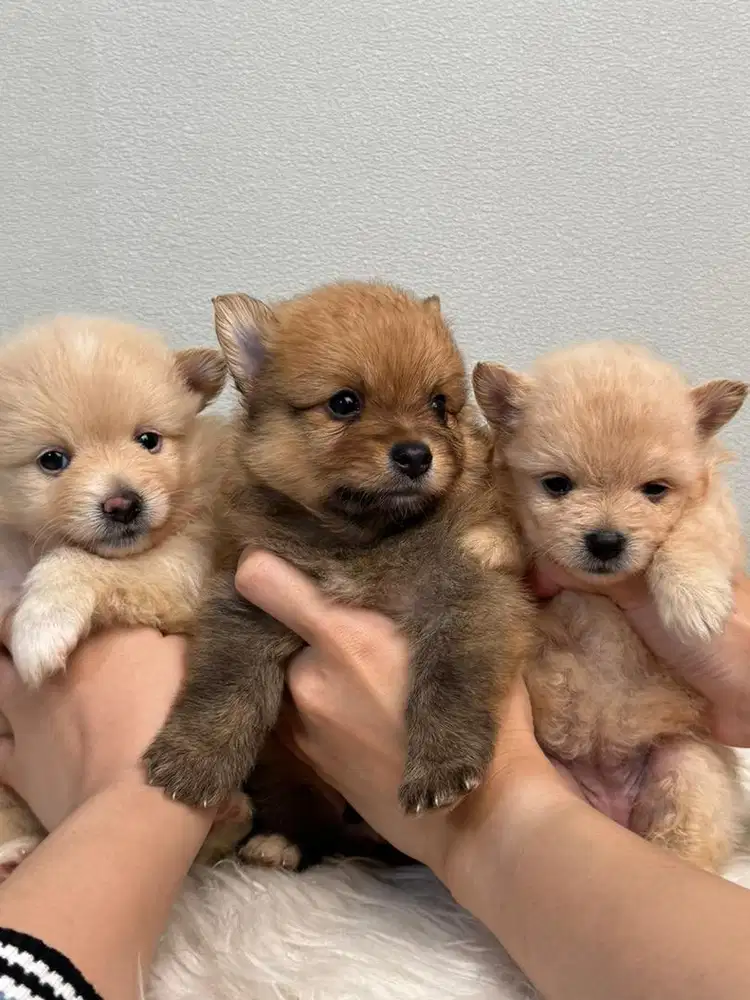 OPEN ADOPSI ANAKAN MINI POM