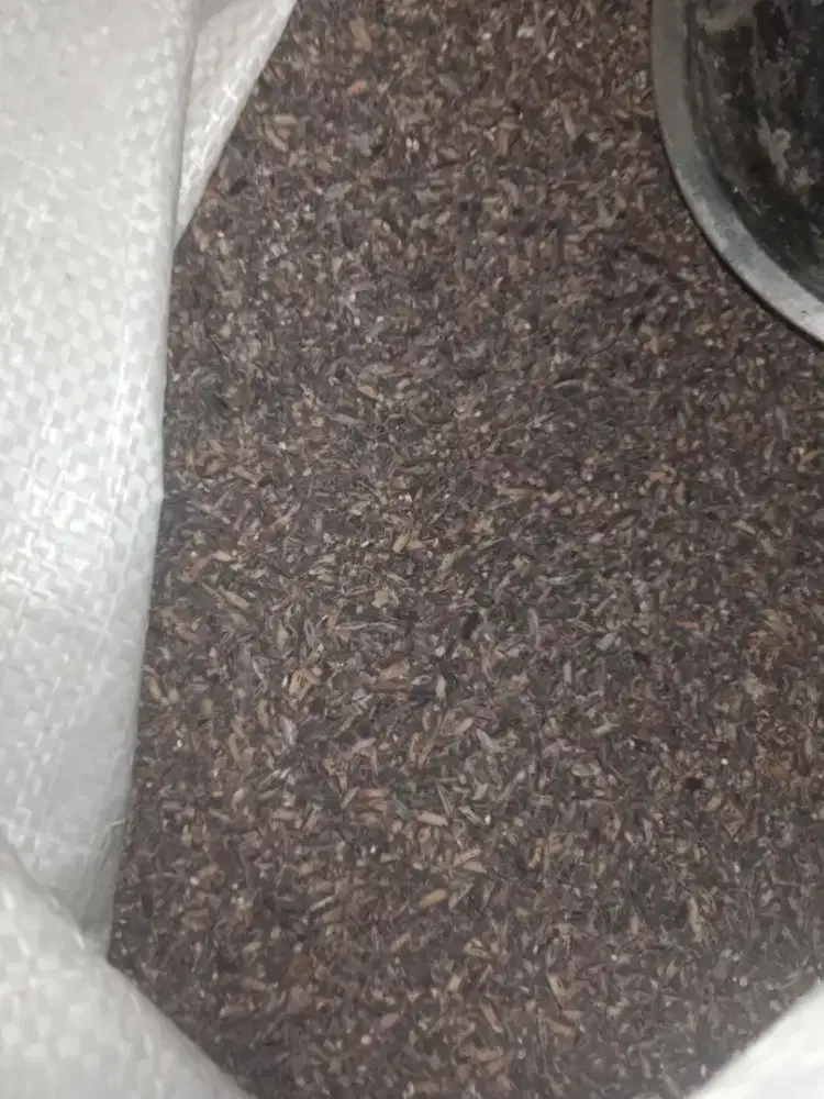 Beras pulut hitam