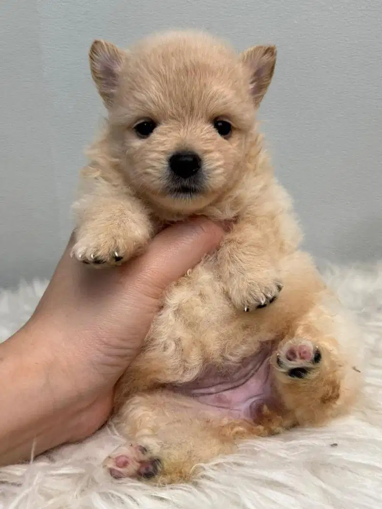 OPEN ADOPSI ANAKAN MINI POM