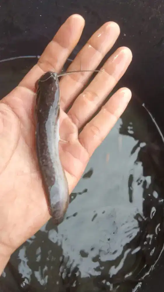 Bibit lele ukuran 11/12 cm