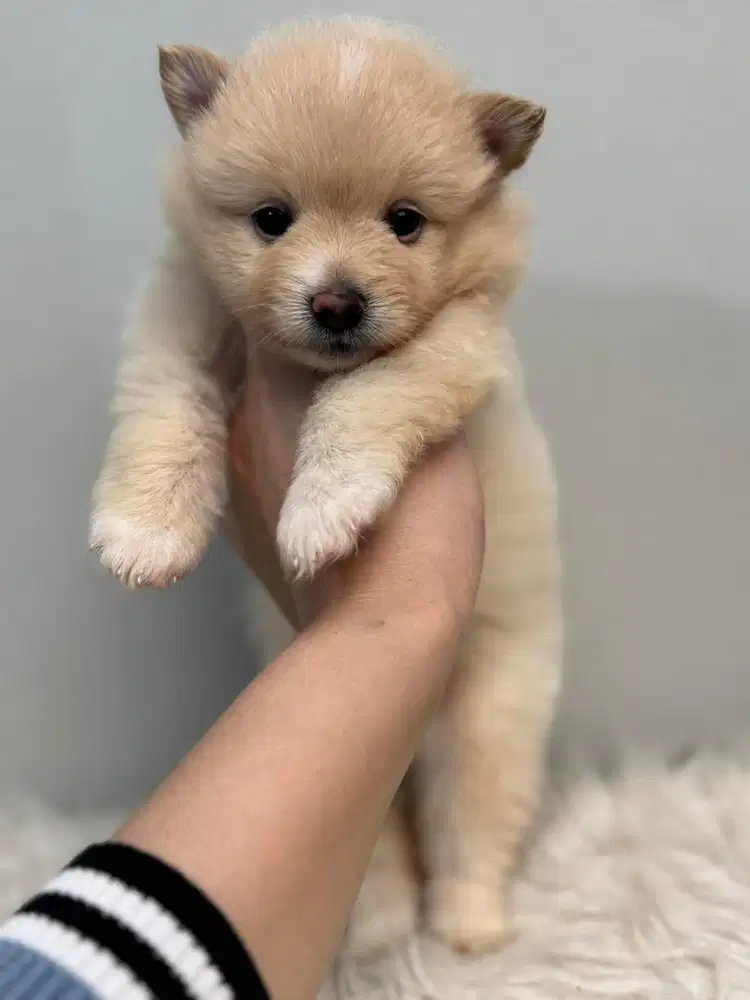OPEN ADOPSI ANAKAN MINI POM