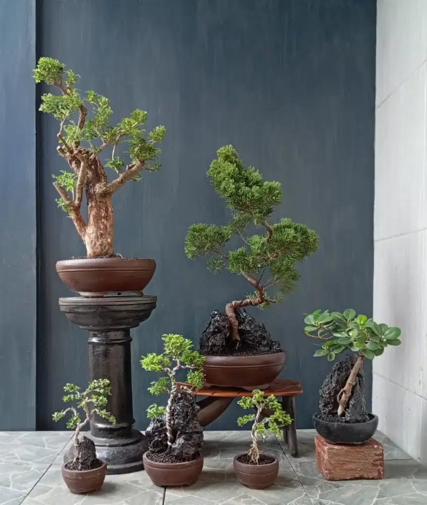 Bonsai hias borongan murah