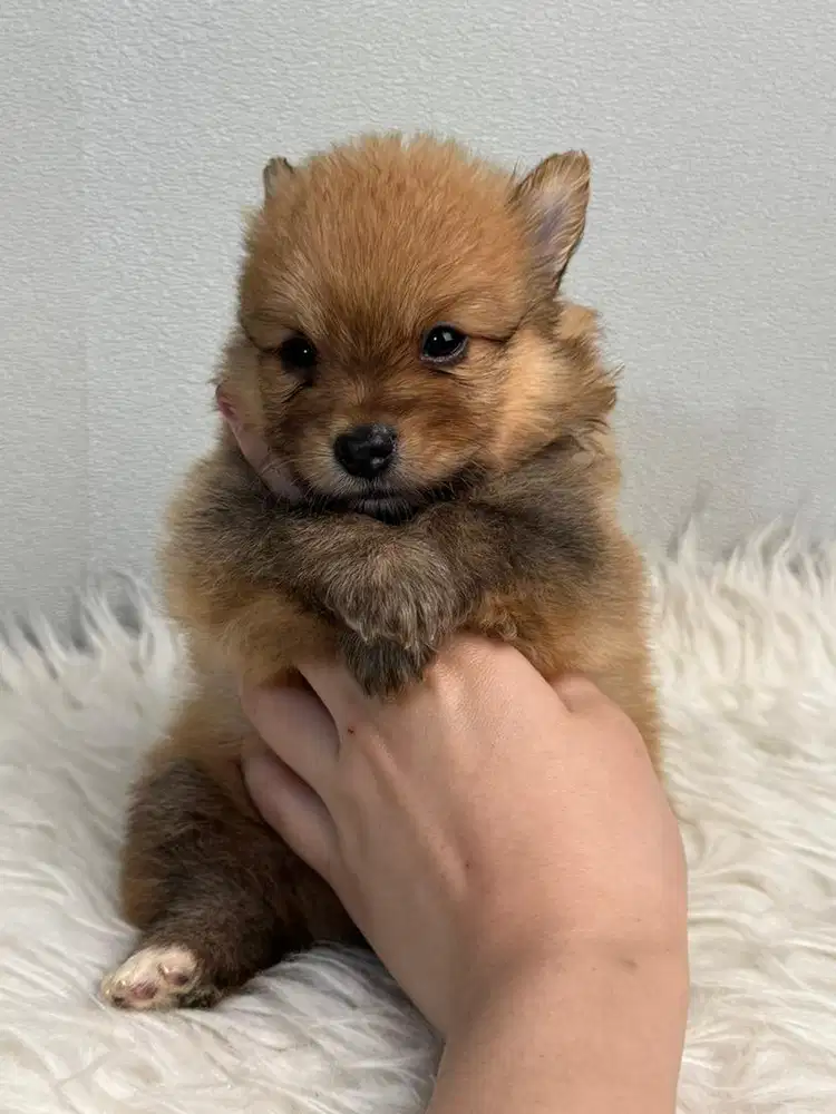 OPEN ADOPSI ANAKAN MINI POM