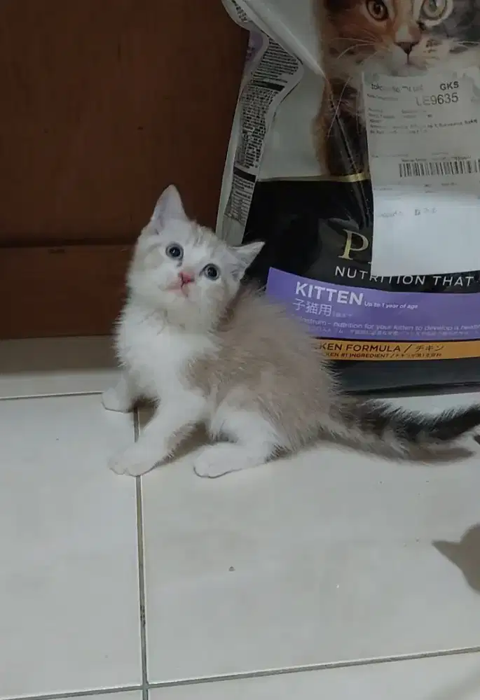 Kucing british shorthair mix ragdoll kitten bsh mix ragdoll